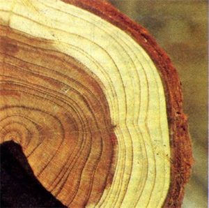 Cвежесрубленная древесина 1